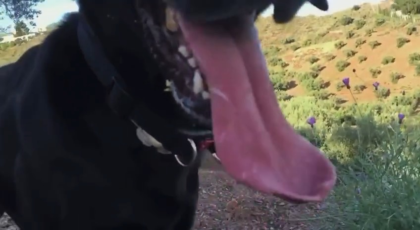 Fat tongue